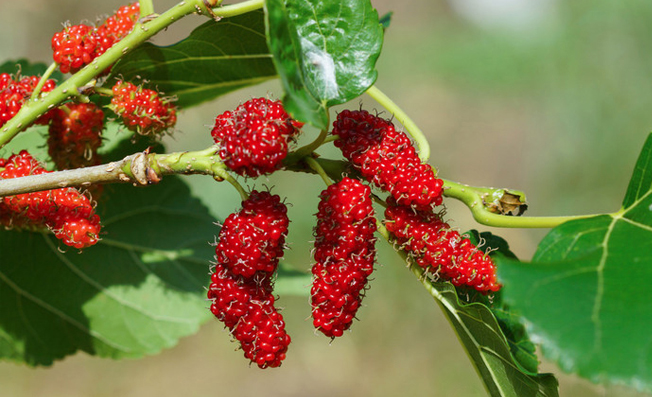 桑園種植環(huán)境監(jiān)測系統(tǒng)
