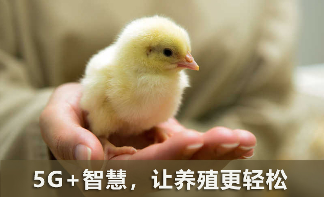 5G+智慧，讓養(yǎng)殖更輕松