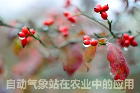 自動氣象站在農(nóng)業(yè)中的應(yīng)用