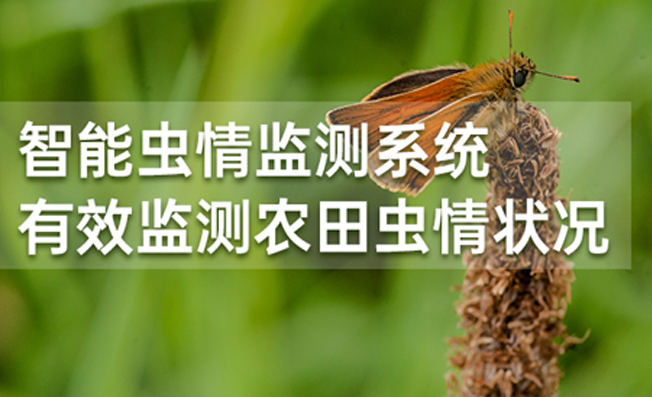 智能蟲情監(jiān)測系統(tǒng) 有效監(jiān)測農(nóng)田蟲情狀況