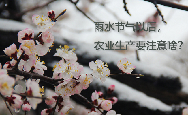 雨水節(jié)氣以后，農(nóng)業(yè)生產(chǎn)要注意啥？