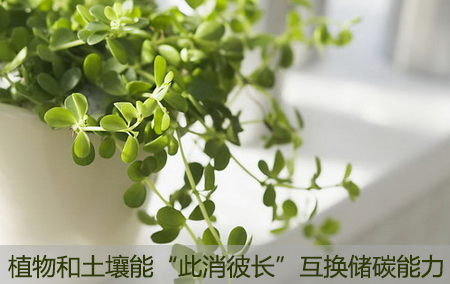 植物和土壤能“此消彼長”互換儲碳能力