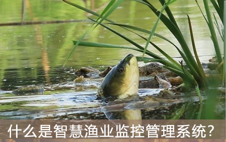 什么是智慧漁業(yè)監(jiān)控管理系統(tǒng)？