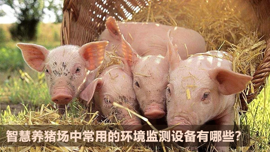 智慧養(yǎng)豬場中常用的環(huán)境監(jiān)測設(shè)備有哪些？