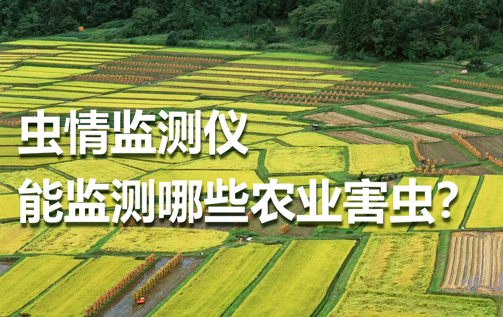 蟲情監(jiān)測儀能監(jiān)測哪些農(nóng)業(yè)害蟲？