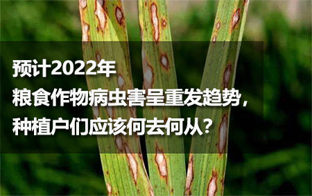 預(yù)計2022年糧食作物病蟲害呈重發(fā)趨勢，種植戶們應(yīng)該何去何從？