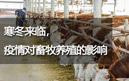 寒冬來臨，疫情對畜牧養(yǎng)殖的影響
