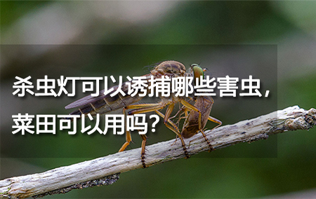 殺蟲燈可以誘捕哪些害蟲，菜田可以用嗎？