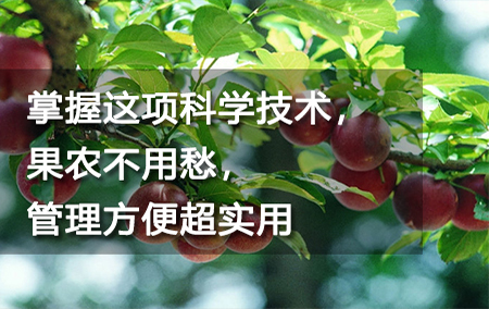 掌握這項科學(xué)技術(shù)，果農(nóng)不用愁，管理方便超實(shí)用