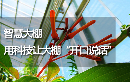 智慧大棚——用科技讓大棚“開口說話”