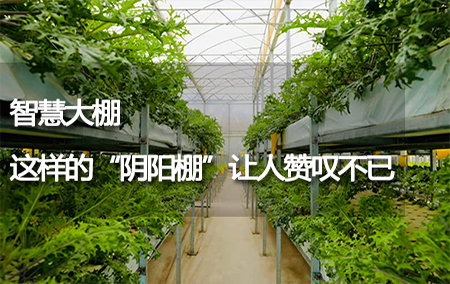 智慧大棚——這樣的“陰陽棚”讓人贊嘆不已