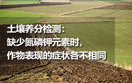 土壤養(yǎng)分檢測：缺少氮磷鉀元素時，作物表現(xiàn)的癥狀各不相同