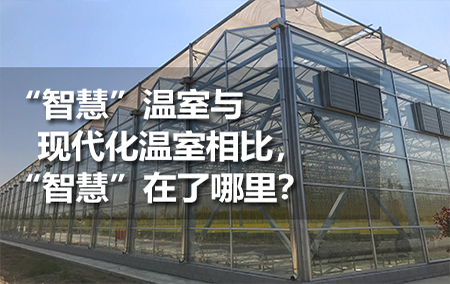 “智慧”溫室與現(xiàn)代化溫室相比，“智慧”在了哪里？