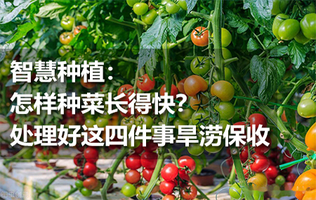 智慧種植：怎樣種菜長得快？處理好這四件事旱澇保收
