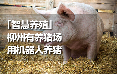 「智慧養(yǎng)殖」柳州有養(yǎng)豬場用機(jī)器人養(yǎng)豬