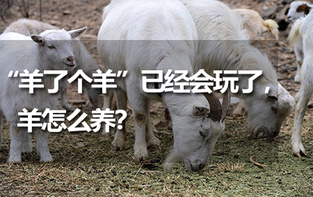 “羊了個羊”已經(jīng)會玩了，羊怎么養(yǎng)？