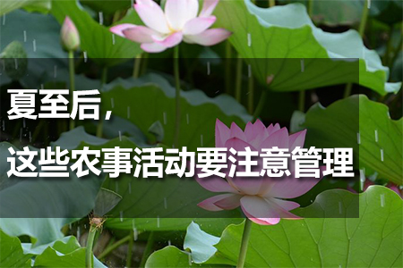 夏至后，這些農(nóng)事活動要注意管理